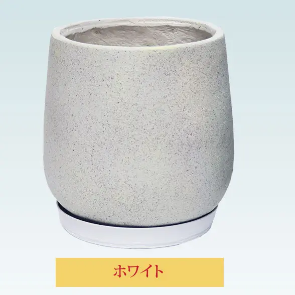 チューリップ白