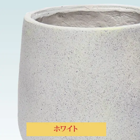 チューリップ白拡大