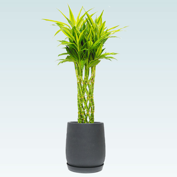 ミリオンバンブー(グラスファイバー製鉢植込み、チューリップ型)1