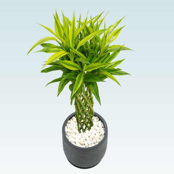 ミリオンバンブー(グラスファイバー製鉢植込み、チューリップ型)3