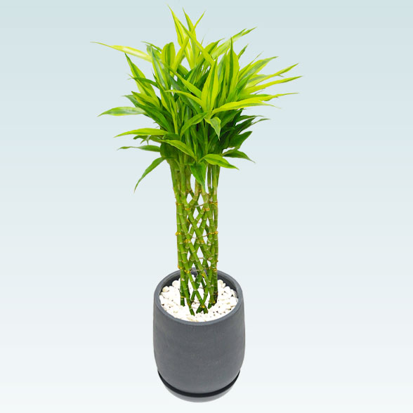 ミリオンバンブー(グラスファイバー製鉢植込み、チューリップ型)20