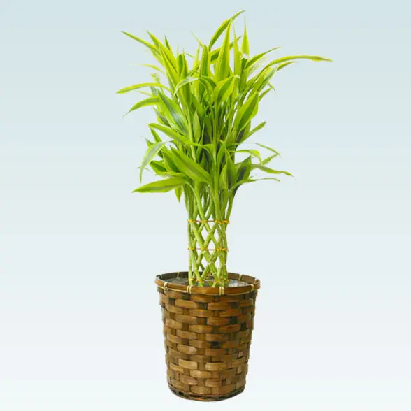 ミリオンバンブー(籐かご付、ダークブラウン色)　Ｓサイズ1