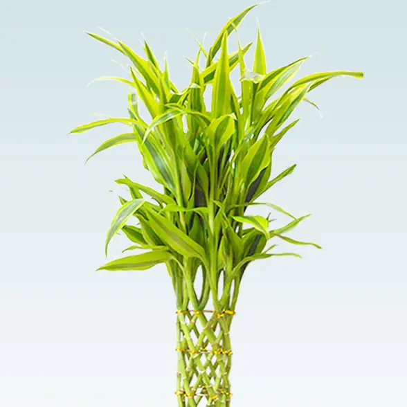 ミリオンバンブー(籐かご付、ダークブラウン色)　Ｓサイズ2