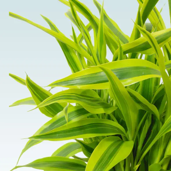 ミリオンバンブー(籐かご付、ダークブラウン色)　Ｓサイズ4