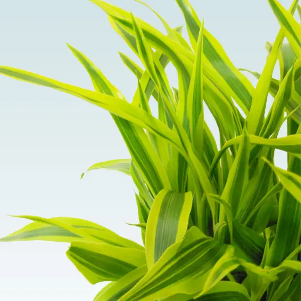 ミリオンバンブー(籐かご付、ダークブラウン色)　Ｓサイズ8