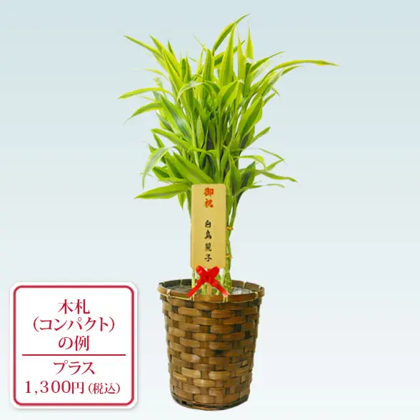 ミリオンバンブー(籐かご付、ダークブラウン色)　Ｓサイズ10