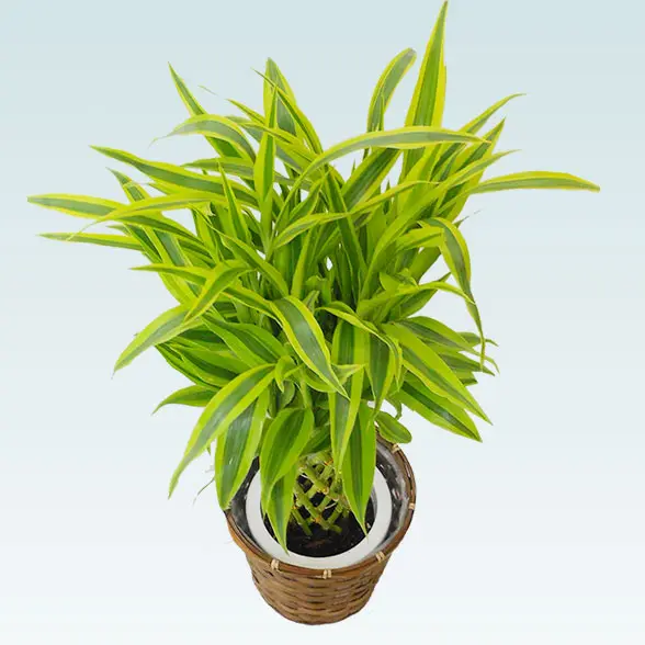 ミリオンバンブー(籐かご付、ダークブラウン色)　Ｓサイズ11