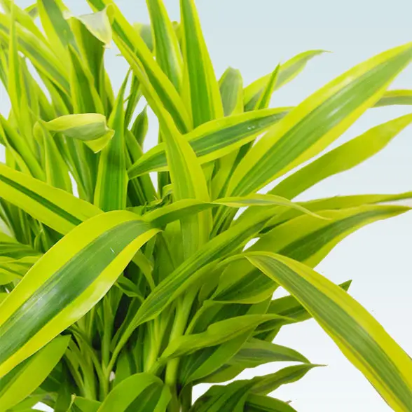 ミリオンバンブー(籐かご付、ダークブラウン色)　Ｓサイズ12