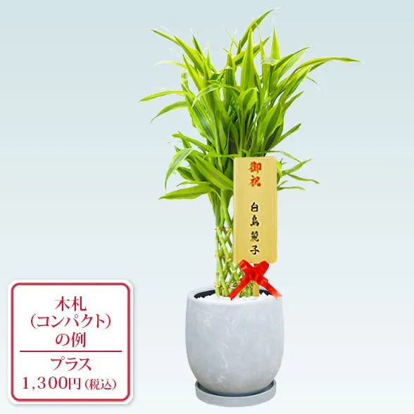 ミリオンバンブー(陶器鉢　ボウル型)10
