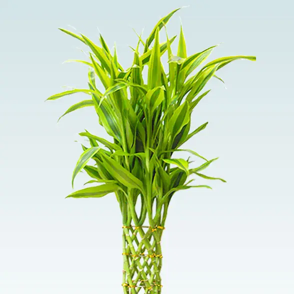 ミリオンバンブー(ラスターポット付)　Ｓサイズ2