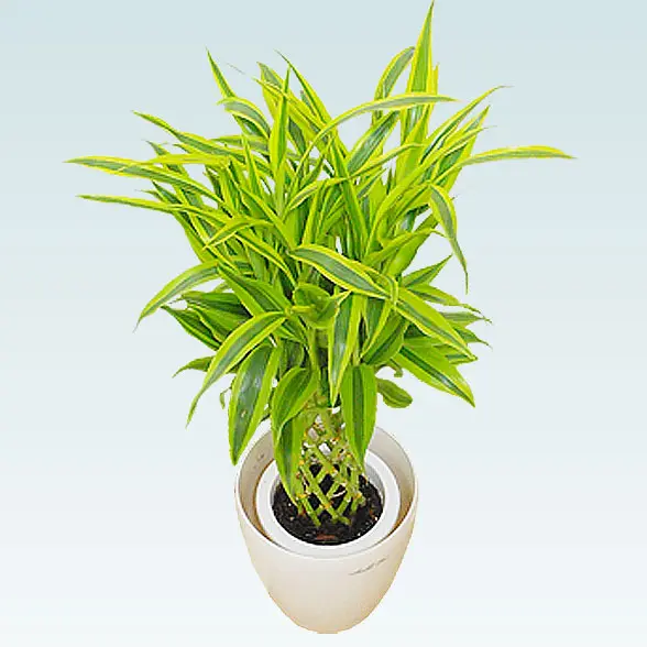 ミリオンバンブー(ラスターポット付)　Ｓサイズ3