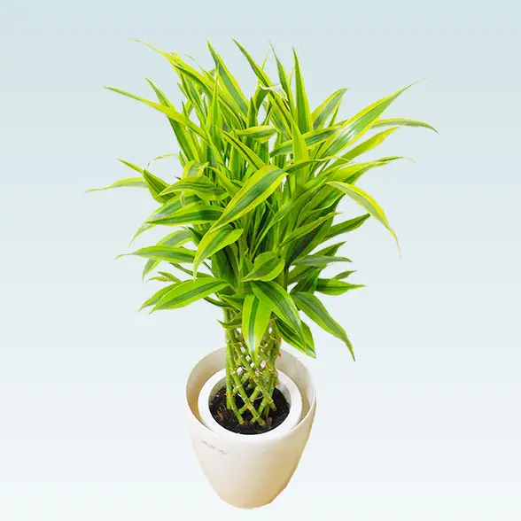 ミリオンバンブー(ラスターポット付)　Ｓサイズ6