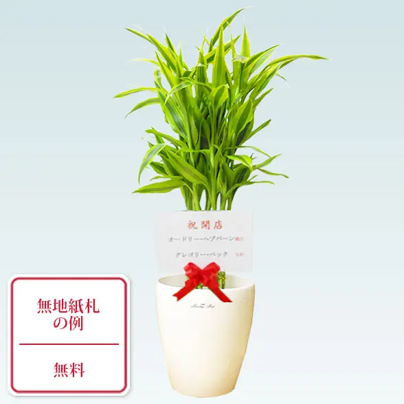 ミリオンバンブー(ラスターポット付)　Ｓサイズ9