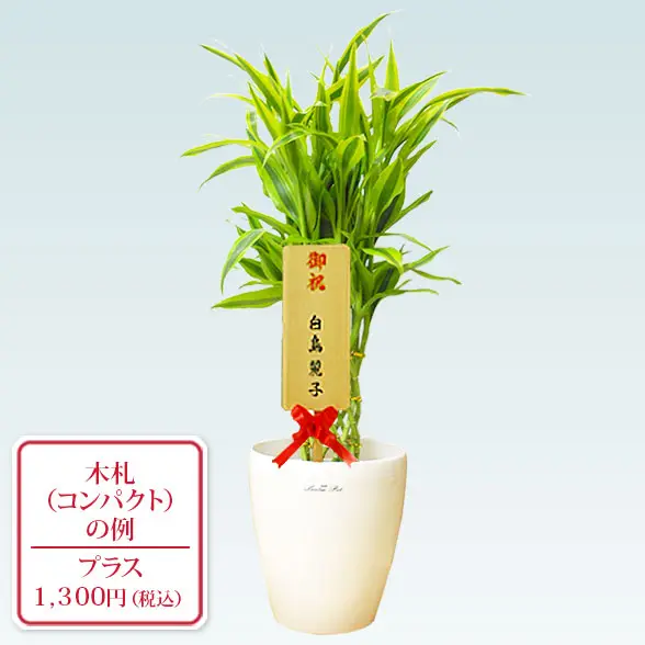 ミリオンバンブー(ラスターポット付) Sサイズ/観葉植物の販売、通販の