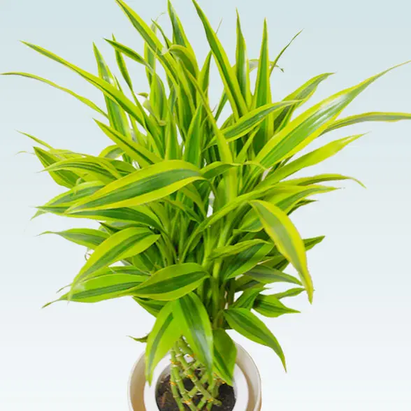 ミリオンバンブー(ラスターポット付)　Ｓサイズ11