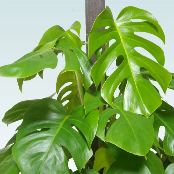 モンステラ(籐かご付、ダークブラウン色)　Lサイズ５