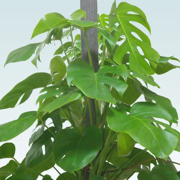 モンステラ(籐かご付、ダークブラウン色)　Lサイズ７