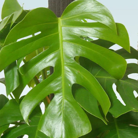 モンステラ(籐かご付、ダークブラウン色)　Lサイズ８