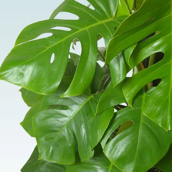 モンステラ(籐かご付、ダークブラウン色)　Lサイズ１１