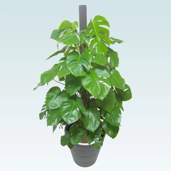 モンステラ(エコフレンドリーポット付)　Lサイズ３