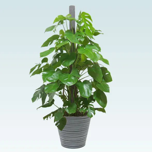 モンステラ(エコフレンドリーポット付)　Lサイズ６