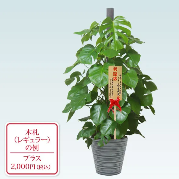 モンステラ(エコフレンドリーポット付)　Lサイズ９