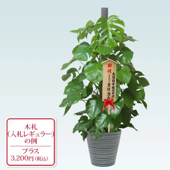 観葉植物　モンステラ モンステラ(エコフレンドリーポット付) Lサイズ/観葉植物の販売、通販