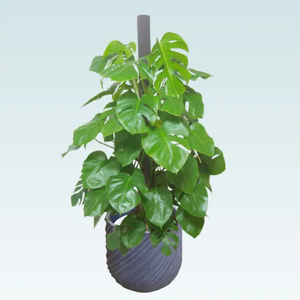 モンステラ(スパイラル型、グラスファイバー製鉢カバー付)　Lサイズ　グレー　上から