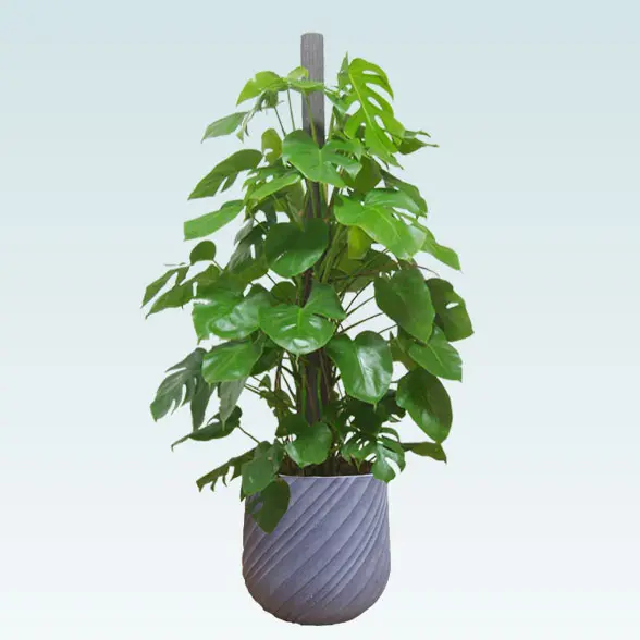 モンステラ(スパイラル型、グラスファイバー製鉢カバー付)　Lサイズ　グレー　横から