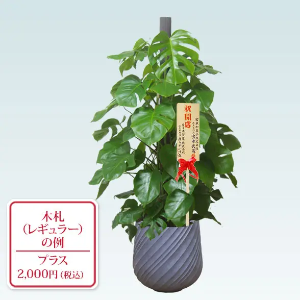 根っこバチバチ　モンステラ　クリームブリュレ　鉢17㎝サイズ 根っこバチバチ モンステラ クリームブリュレ 鉢17㎝サイズ