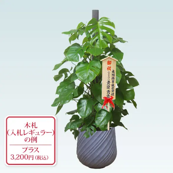 モンステラ(スパイラル型、グラスファイバー製鉢カバー付) L