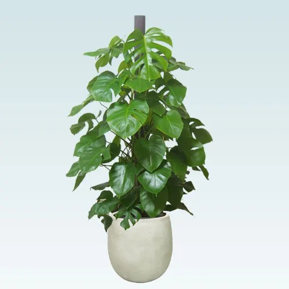 モンステラ(バルーン型、グラスファイバー製鉢カバー付)　Lサイズ