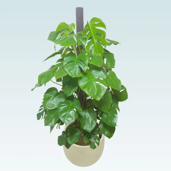 モンステラ(バルーン型、グラスファイバー製鉢カバー付)　Lサイズ3