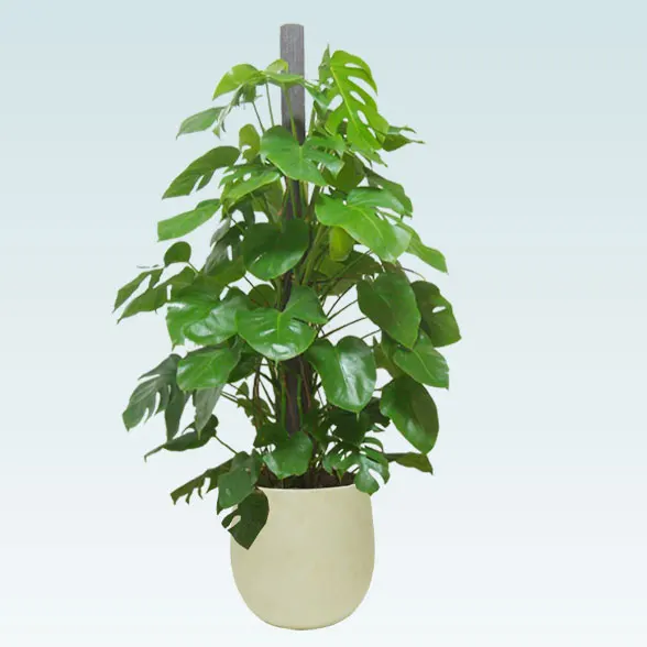 モンステラ(バルーン型、グラスファイバー製鉢カバー付)　Lサイズ6