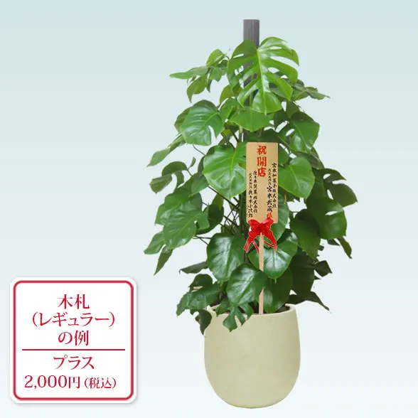 モンステラ(バルーン型、グラスファイバー製鉢カバー付)　Lサイズ9