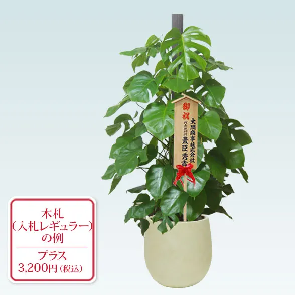 モンステラ(バルーン型、グラスファイバー製鉢カバー付)　Lサイズ10