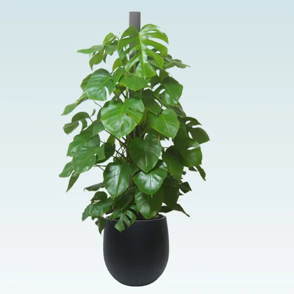 モンステラ(バルーン型、グラスファイバー製鉢カバー付)　Lサイズ91