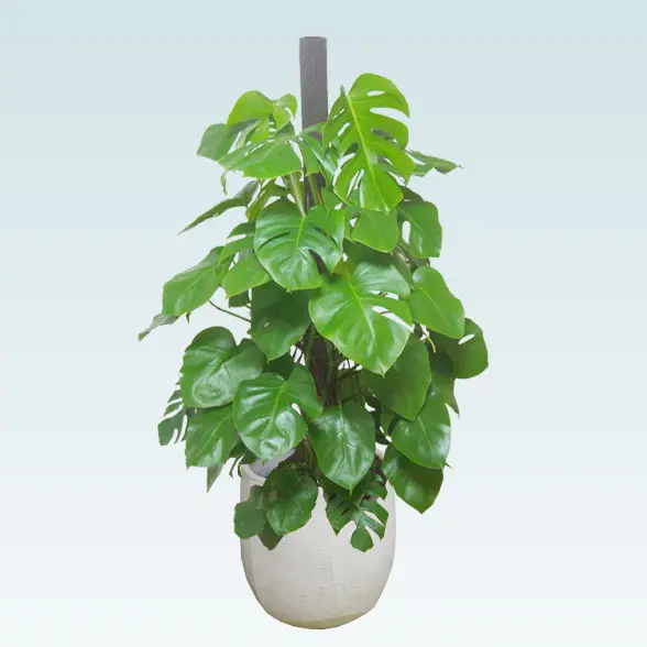 モンステラ(ラグジュアリー型、グラスファイバー製鉢カバー付)　Lサイズ　左から