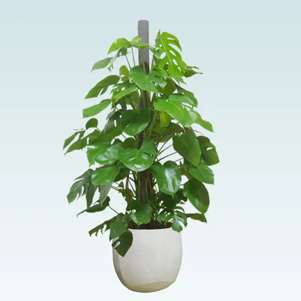 モンステラ(ラグジュアリー型、グラスファイバー製鉢カバー付)　Lサイズ　よこから