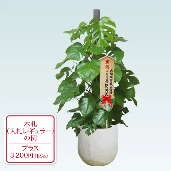 モンステラ(ラグジュアリー型、グラスファイバー製鉢カバー付)　Lサイズ　入札付き