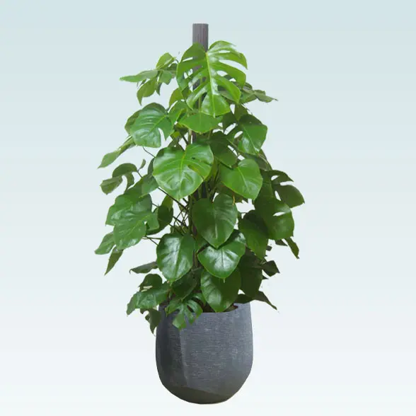 モンステラ(ラグジュアリー型、グラスファイバー製鉢カバー付)　Lサイズ　ブラック