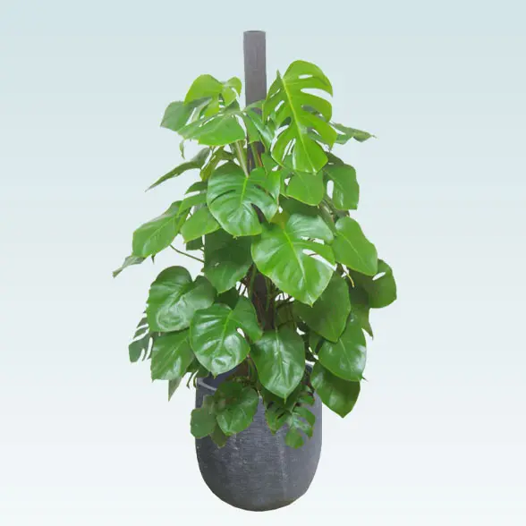 モンステラ(ラグジュアリー型、グラスファイバー製鉢カバー付)　Lサイズ　左から