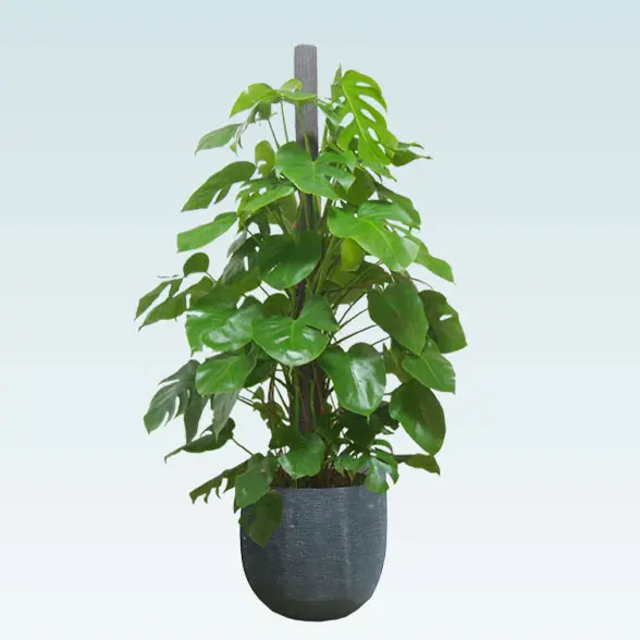 モンステラ(ラグジュアリー型、グラスファイバー製鉢カバー付)　Lサイズ　よこから　ブラック