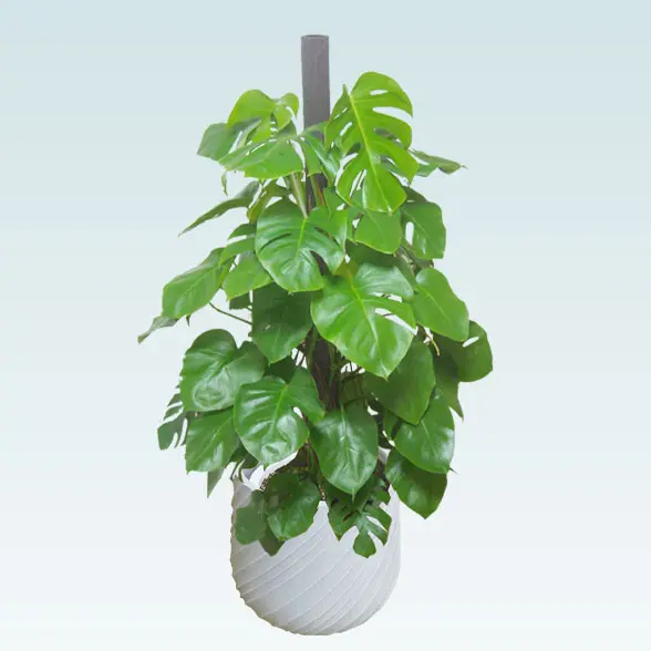 モンステラ(スパイラル型、グラスファイバー製鉢カバー付)　Lサイズ　上から