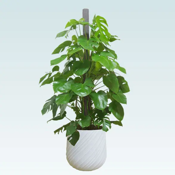 モンステラ(スパイラル型、グラスファイバー製鉢カバー付)　Lサイズ　横から