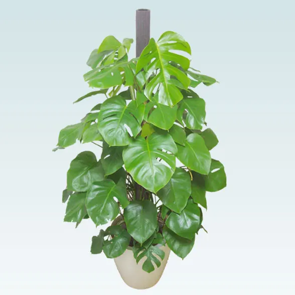 モンステラ(ラスターポット付)　Lサイズ３