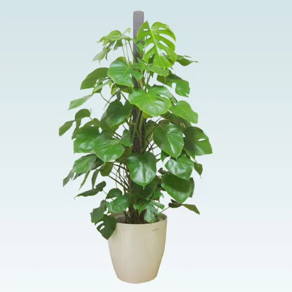 モンステラ(ラスターポット付)　Lサイズ６