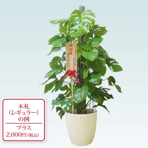 モンステラ(ラスターポット付)　Lサイズ９