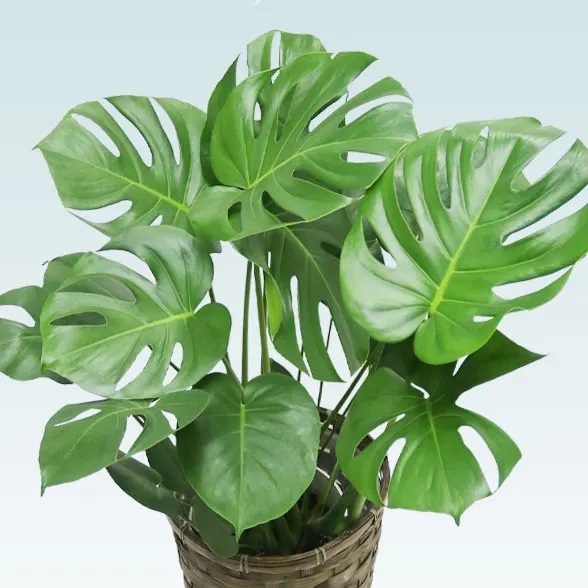 モンステラ(籐かご付、ダークブラウン色)　Ｍサイズ２