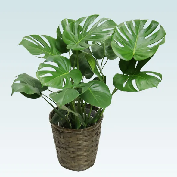 モンステラ(籐かご付、ダークブラウン色)　Ｍサイズ３